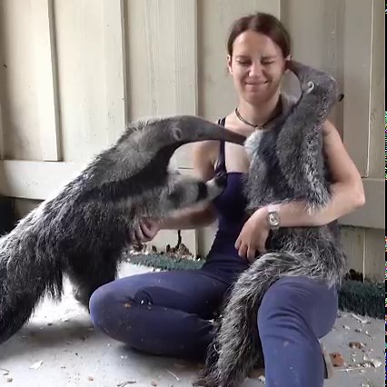 Exotic Animals | Pets Translated