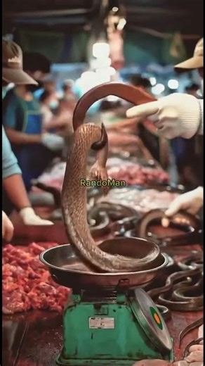 Inside Asia’s Intense Snake Market – Shocking Street Food Scene‪@RandoMan-212‬