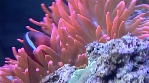 11 Baby Neptune: Discovering Water 2004-2007 DVD (Speed Up 4x)