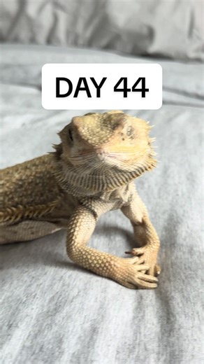Reggie the Bearded Dragon's Remarkable Transformation