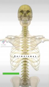 Os dermátomos são determinadas áreas do corpo inervadas por nervos sensoriais que tem origem em apenas uma raiz nervosa. A coluna é composta por 33 vértebras e possui 31 pares de nervos que se distribuem pelo corpo, de forma organizada.Cada nervo que sai da coluna é responsável por conferir sensibilidade e força numa determinada área do corpo, e por isso sempre que há uma compressão ou corte de um nervo, uma determinada área do corpo fica comprometida. Dessa forma é possível identificar qual par