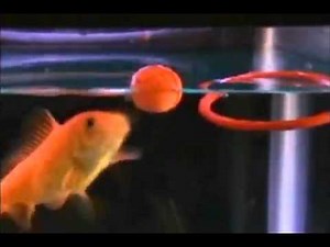 R2 Fish School Complete Fish Training Kit