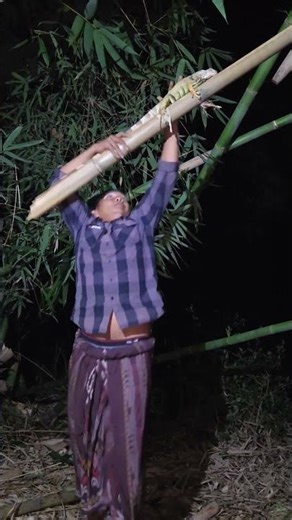 This chameleon seems to be sleeping on #nature #bamboo #vidioshort