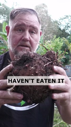 Finding Food Crops in Overgrown Weedy Veggie Garden Short