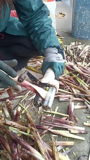 The bamboo shoots peel off quickly. | Media 2