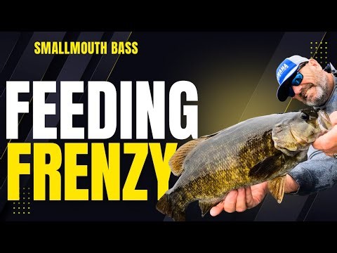 This Smallmouth Feeding Frenzy Was INSANE- Dave Mercer's Facts of Fishing THE SHOW Ep. 1703