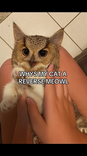 Cat Meowing and Owl Sounds: Understanding Their Behavior