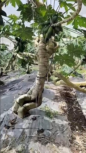 simple technique to make papaya trees not too tall and quickly bear fruit