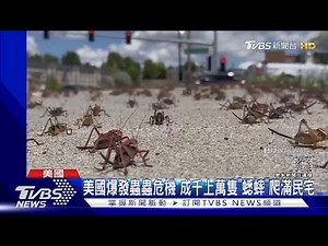 美國爆發蟲蟲危機 成千上萬隻「蟋蟀」爬滿民宅｜TVBS新聞 ‪@TVBSNEWS01‬