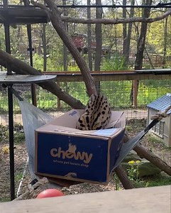 81K views · 352 reactions | Even big cats believe in the “if I fits I sits” mentality of house cats. Simba is showing off his balancing skills as well! Don’t forget we are open this weekend from 10 am to 6 pm with last entry at 4:30 pm | Yellow River Wildlife Sanctuary | Facebook