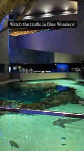 12K views · 433 reactions | Check out the rays and fishes cruising in Blacktip Reef as our human guests enjoy the exhibit. | National Aquarium | Facebook