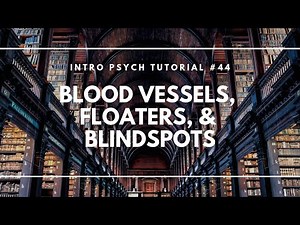 Blood Vessels, Floaters, and Blind Spots (Intro Psych Tutorial #44)