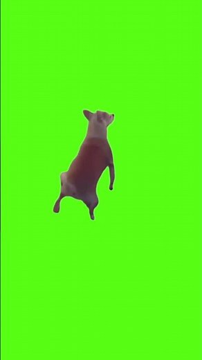 Dog Twerking Meme Template - Green Screen