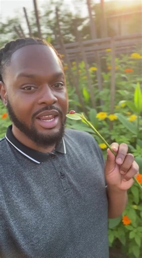 The ladybug is the ultimate garden protection