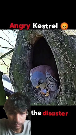 Crow Gets Instant Karma!#trending#wildlife #animals #birds#youtubeshorts#viral