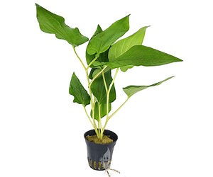 Saururus cernuus (Leidse plantje)