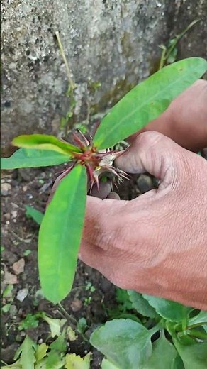 How to propagate || crown of Thorns || Stem Cutting || Low Maintenance Plant || hardy Plants #sharts