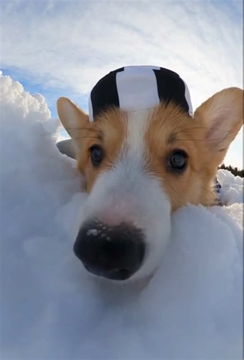 Charged with being too cute. Guilty. 🐾🚔 #corgi #puppy #corgilove #dogreels