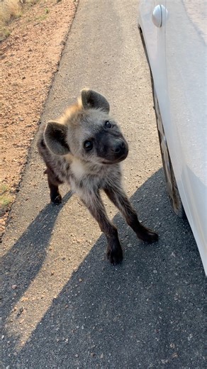 Super cute hyena cub trying to befriend me 😍🐾 Moments like these are unforgettable – but it’s also a reminder that wild animals should always stay wild. Sadly, some people feed them, and that’s why they approach vehicles 🚙💭 Feeding wildlife changes their natural behavior and puts both them and people at risk. Let’s always admire these incredible creatures with respect 🙌❤️ Do you think people feed wild animals? Let me know your thoughts about it 💭#fblifestyle #safari #wildlifeplanet #wildli