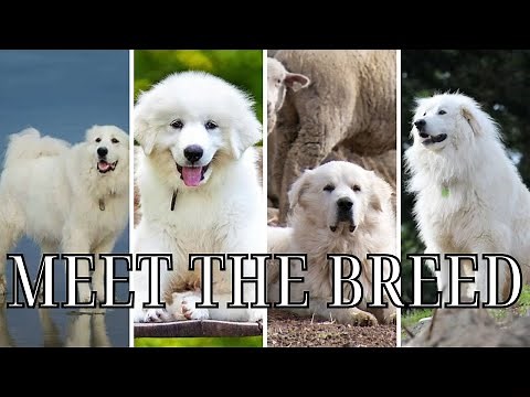 Giant Guardian Dogs: The Great Pyrenees Explained