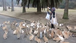 Bunnyland | Share Video