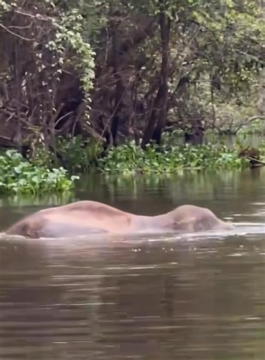 Voi to quá mà hàm cá sấu 🐊 đớp vào cũng không khép lại được để tạo lực cắn, nói chung là chẳng làm gì nổi. Nước lại hơi nông, voi 🐘 trả đòn một cái là bay màu. Gặp con nào có ngà dài nữa thì nó ghì xuống, xiên thẳng một đường luôn. Cá sấu chỉ nhắm được voi con hoặc voi tầm trung. Voi trưởng thành gần như không có thiên địch trừ con người, nhất là mấy anh voi đực đang vào mùa dongduc thì sinh vật nào cũng né xa cho lành. 😬 | Làm Thinh