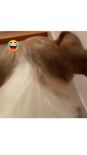 Bath time🐶💦 #dog #jackrussell #perro #jackrussellterrier # | Jack Russell MS