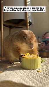 4.2K views · 73 reactions | a trapped prairie dog | Joe Vicar Tv | Facebook