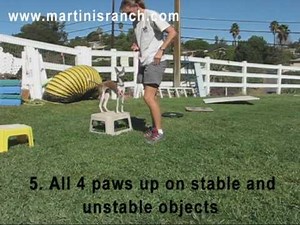 Puppy Agility Foundation Part 1.mpg