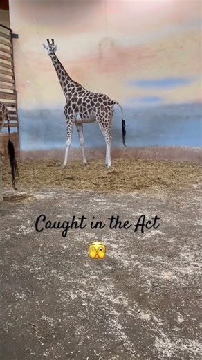 Sorry 🫣 Caught in the Act 😁 #giraffe #prague #zoo #europe