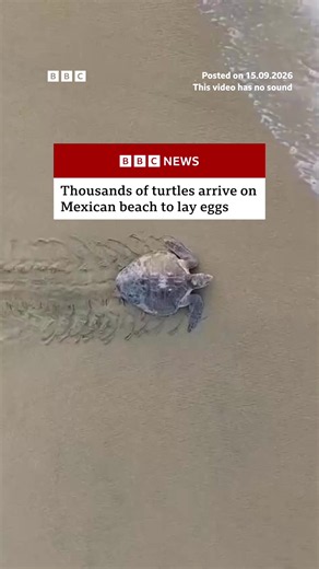 Swarms of olive ridley turtles came to La Escobilla beach in Oaxaca, Mexico, to lay their eggs within 48 hours, according to sanctuary officials. #Turtles #Mexico #BBCNews