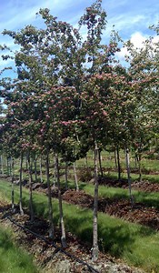 Crimson Cloud Hawthorn - Urban Forest Nursery, Inc.