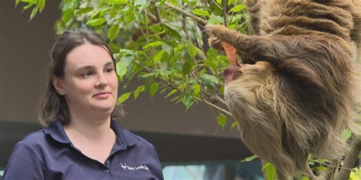 ‘Like a rainforest in here:’ Sloths get new home at Saint Louis Zoo, could house a sloth family in future