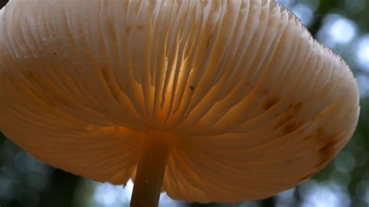 Mushroom, Forest, Woods. Free Stock Video