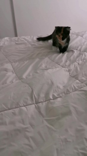 they're so entertaining 😭 #catsoftiktok #kittensoftiktok #kittens #kitten #petsoftiktok #fyp #chaton #cats #cat #funny