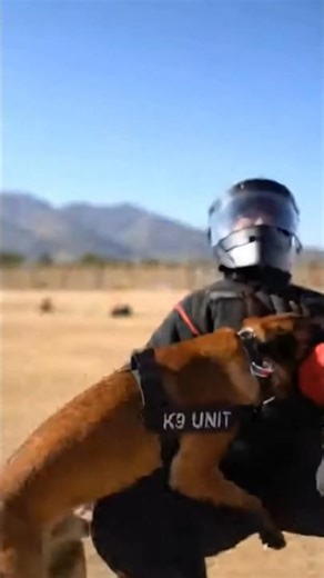 Fast sprint… slow-motion impact—K9 dominance at 50m 🐕💨🎯🔥
