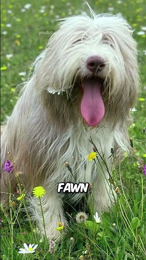 Bearded Collie 🐶