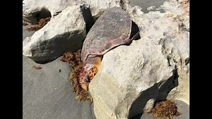 A sea turtle was rescued at Blowing Rocks Preserve today! A large female loggerhead came ashore but got lodged in the Anastasia limestone rocks on her way back to the sea. Our turtle team came to the rescue and wrapped her gently in the orange turtle sling. It took four strong heroes to carry the 250-pound turtle to the water’s edge. Now she’s home – free at last! http://bit.ly/2VBiwj6 | The Nature Conservancy in Florida