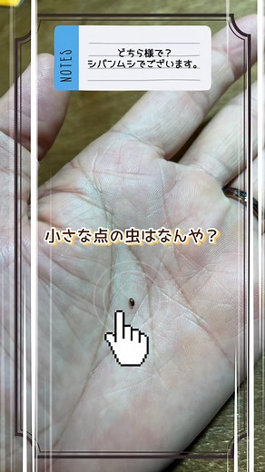シバンムシ駆除方法と虫対策ガイド