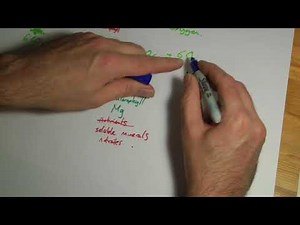 AQA GCSE Biology B8 summary Photosynthesis