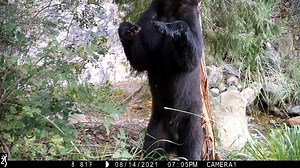 Ever get an itch for knowledge about the wildlife of Big Bend National Park that you just can't scratch off? Well, we have the program for you! Evening Program tomorrow, March 11th at 7:30PM, in the Chisos Basin Ampitheater: "Seeing the Unseen: What are we learning from Big Bend's wildlife camera grid?" In 2021, the National Park Service established a long-term grid of 12 wildlife trail cameras centered on the Chisos Mts. in Big Bend. Results are finally accumulating and we're getting a much mor