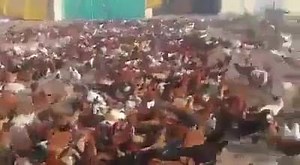 23K views · 113 reactions | Random Humor on Reels | Facebook