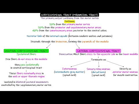 Pyramidal Tracts (Cortico-spinal, Cortico-bulbar). Chapter 56 part 2. Guyton and Hall Physiology.