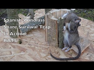 The Spanish Windlass Snare: An Effective Solution for Rats and Mice