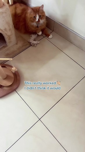 Cat Calling Sounds: Call Your Cat with This Sound!