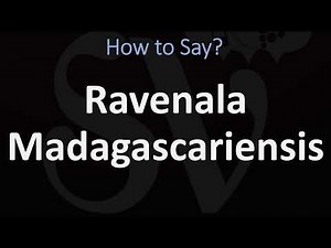 How to Pronounce Ravenala Madagascariensis?