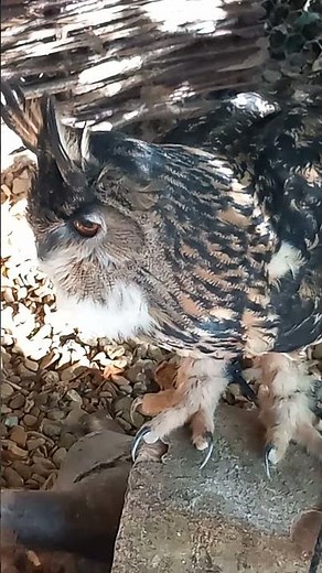 EURASIAN EAGLE OWL HOOTING