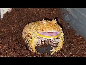 Frogs Eat Mice & Rats - Warning Live Feeding