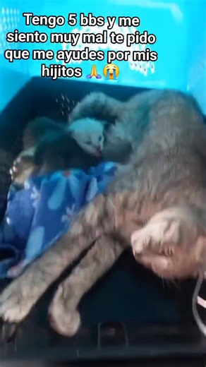 🔴😡Un dia lleno de abandonos 😭 Les quiero contar que el dia de ayer definitivamente el mundo conspiró en muestra contra. Recuerdan que les comentamos que en menos de 3 horas nos abandonaron dos gatos en mal estado? Y un sano? Pues a pesar del llamado de ayuda por la situación tan crítica que atravesamos clmo refugio lamentablemente no recibimos apoyo. Y para terminar el dia anoche 11y42 de la noche completaron nuestro dia abandonando una madre enferma con 5 bebés 😞 lamentablemente la madre es