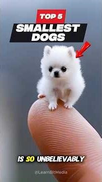 Meet the 5 Smallest Dogs on Earth 🐶❤️ (so cute…!) #dog #cat #animal #shorts #top5 #smalldog